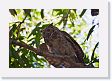 05-021 * Great Horned Owl * Great Horned Owl